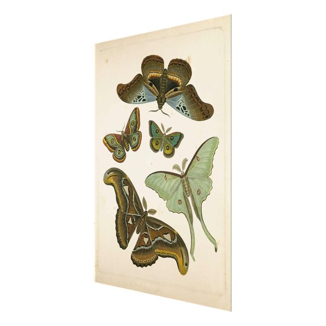 Tavlor brun Vintage Illustration Exotic Butterflies II