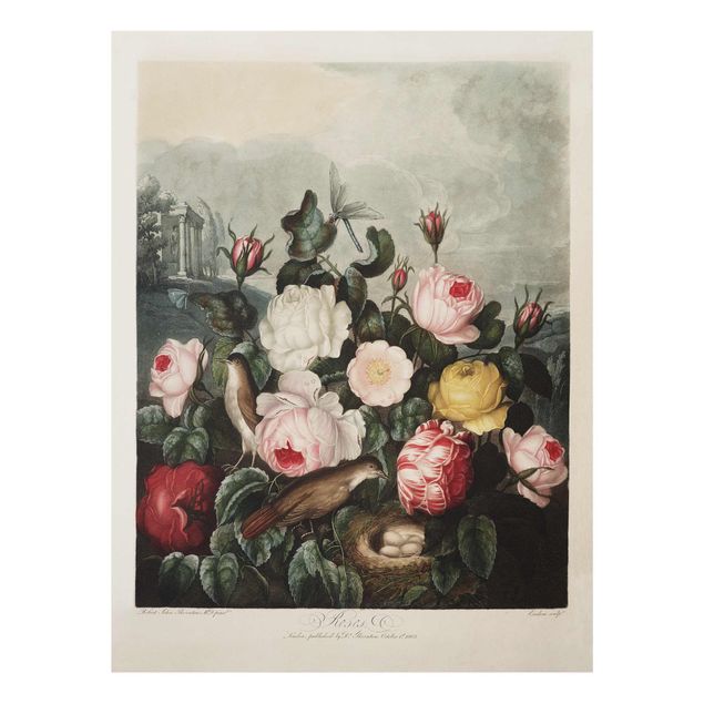 Tavlor blommor  Botany Vintage Illustration Of Roses