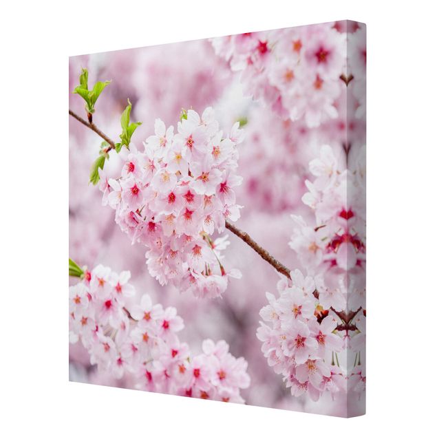 Tavlor arkitektur och skyline Japanese Cherry Blossoms