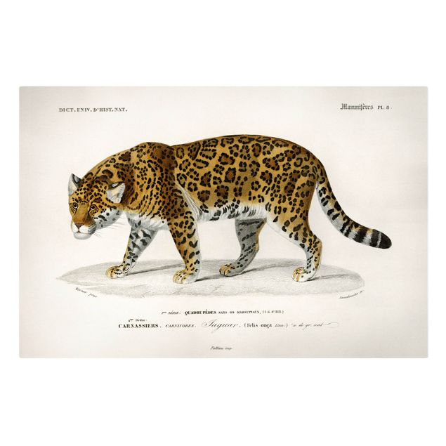 Tavlor tigrar Vintage Board Jaguar