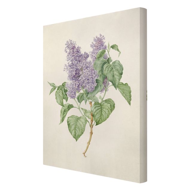 Tavlor blommor  Maria Geertruyd Barber-Snabilie - Lilac