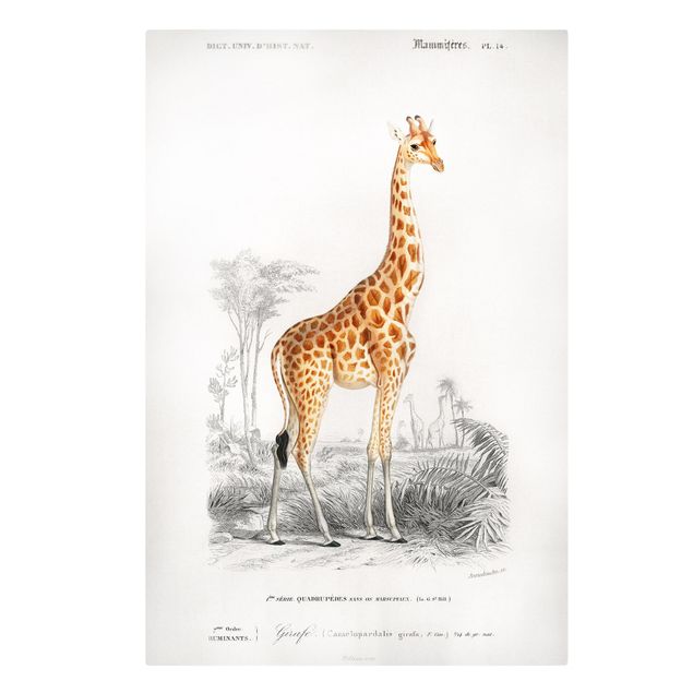 Canvastavlor djur Vintage Board Giraffe
