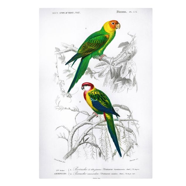 Tavlor blommor  Vintage Wall Chart Two Parrots Green Red