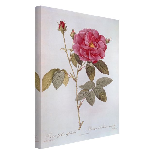 Konststilar Pierre Joseph Redoute - Apothecary's Rose