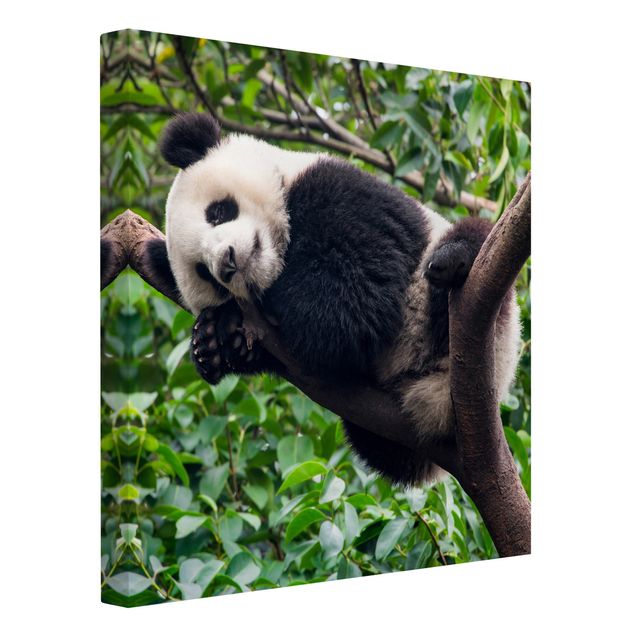 Tavlor landskap Sleeping Panda On Tree Branch