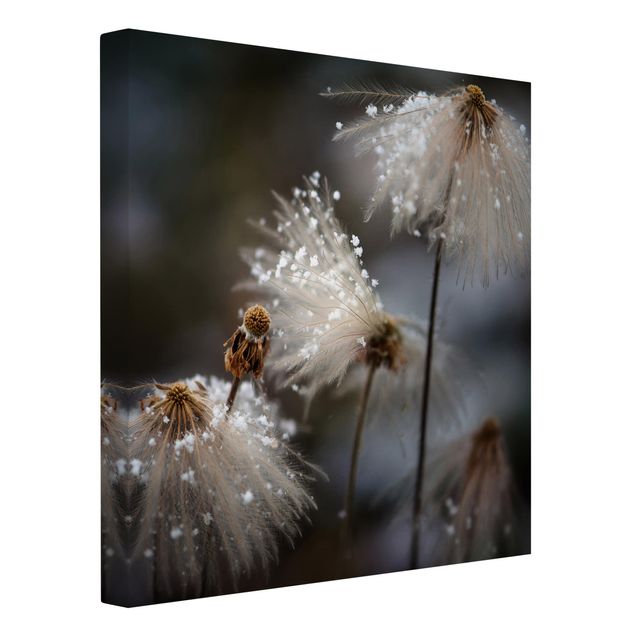 Tavlor blommor Dandelions With Snowflakes