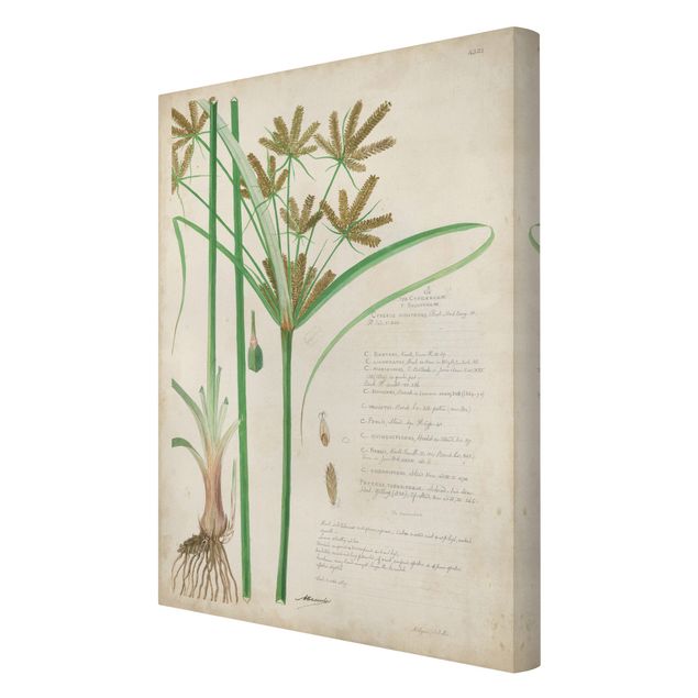 Tavlor grön Vintage Botany Drawing Grasses I