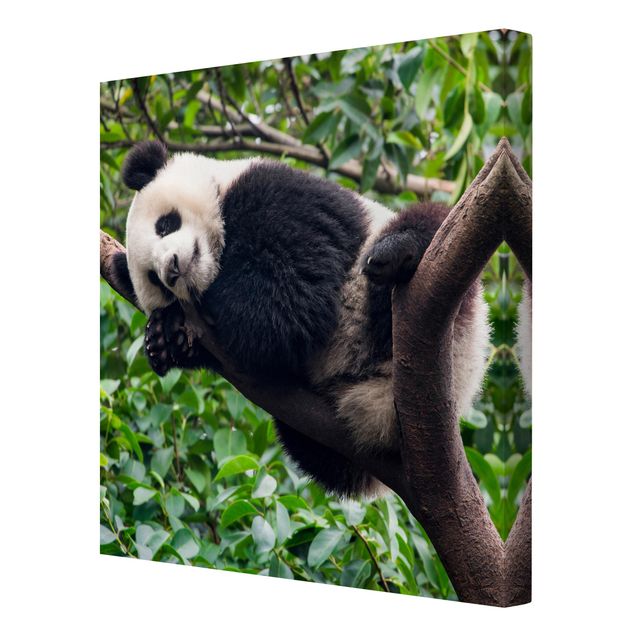 Canvastavlor landskap Sleeping Panda On Tree Branch