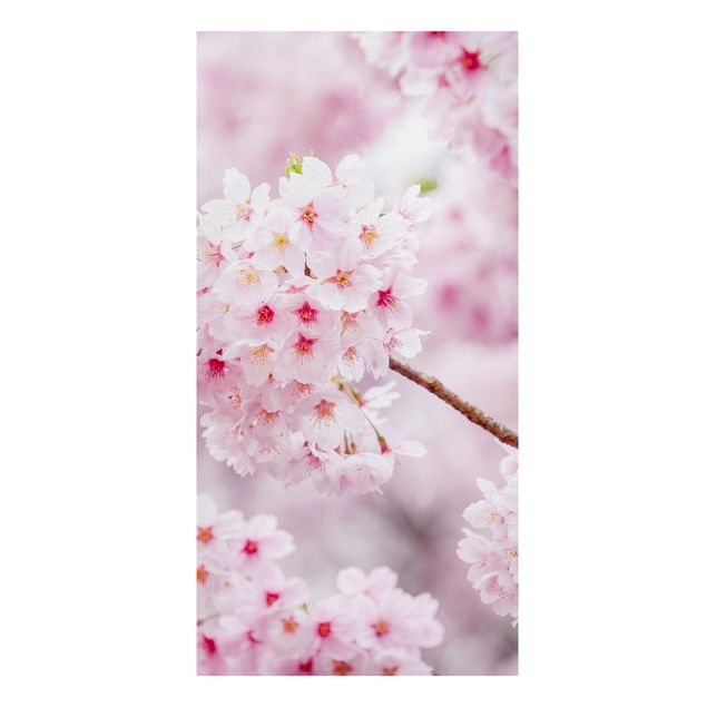 Canvastavlor blommor  Japanese Cherry Blossoms