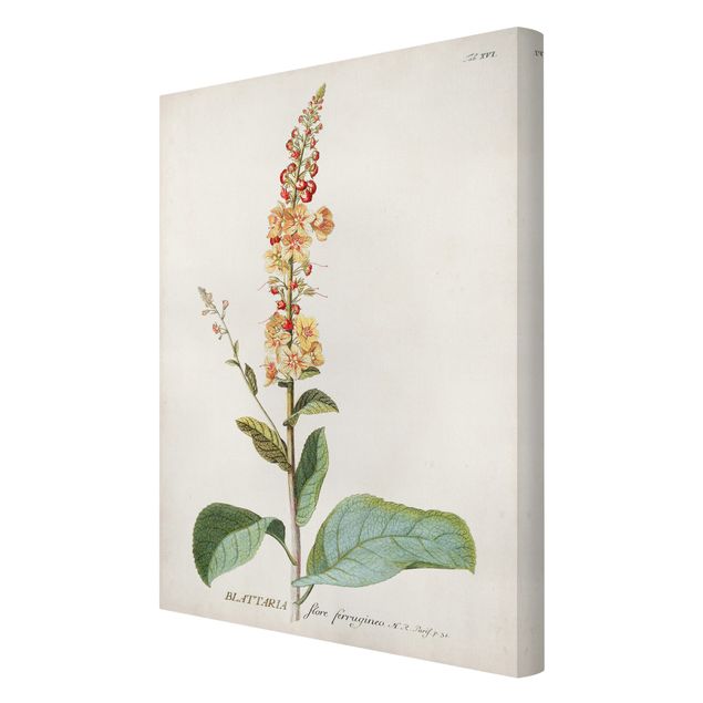 Tavlor Vintage Botanical Illustration Mullein