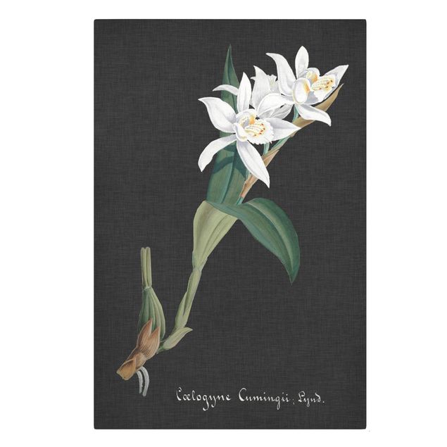 Tavlor blommor White Orchid On Linen II