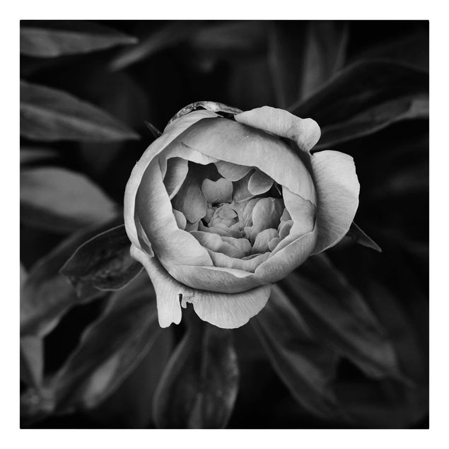 Tavlor blommor Peonies In Front Of Leaves Black And White