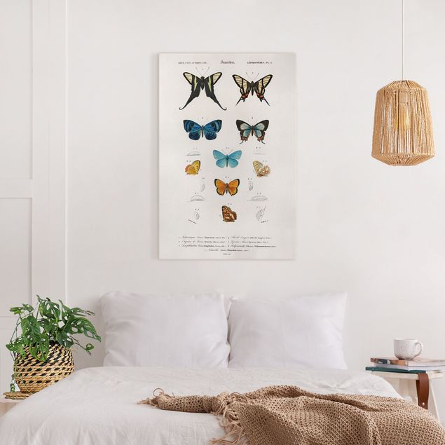Canvastavlor schemtterlings Vintage Board Butterflies I