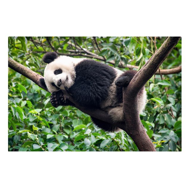 Tavlor djungel Sleeping Panda On Tree Branch