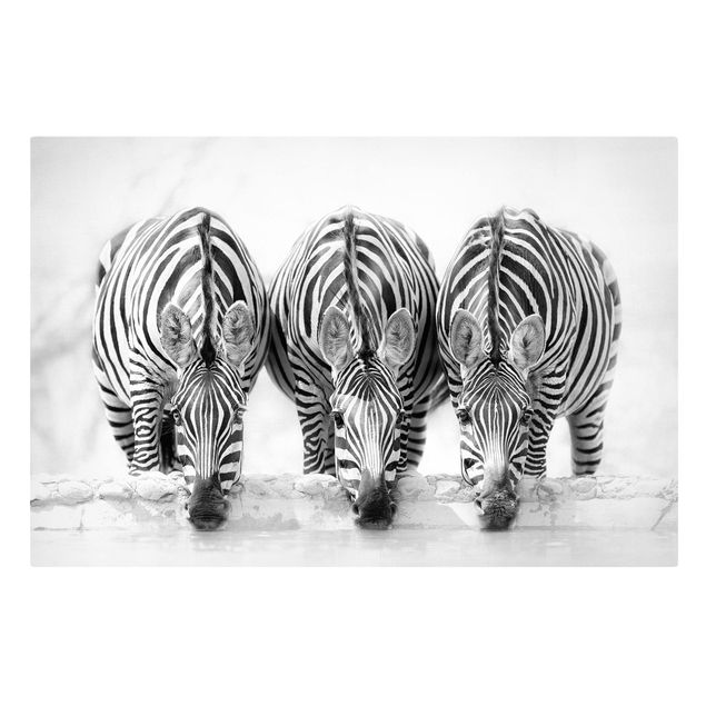 Canvastavlor djur Zebra Trio In Black And White