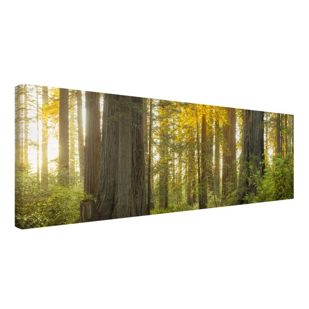 Canvastavlor landskap Redwood National Park