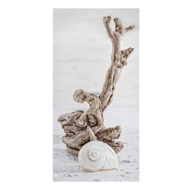 Canvastavlor konstutskrifter White Snail Shell And Root Wood