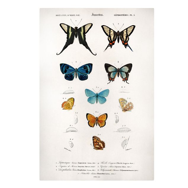 Canvastavlor djur Vintage Board Butterflies I