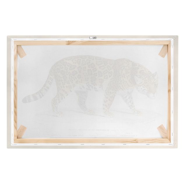 Canvastavlor djur Vintage Board Jaguar