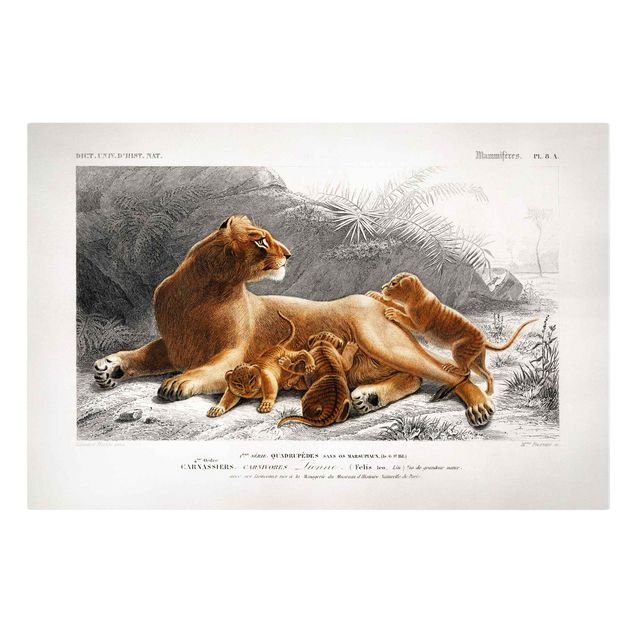 Canvastavlor Afrika Vintage Board Lioness And Lion Cubs