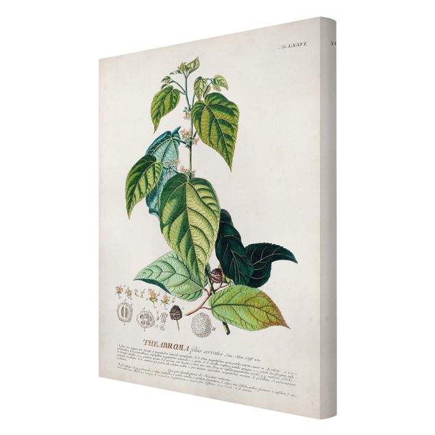 Tavlor Vintage Botanical Illustration Cocoa