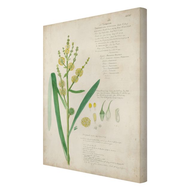 Tavlor grön Vintage Botany Drawing Grasses IV
