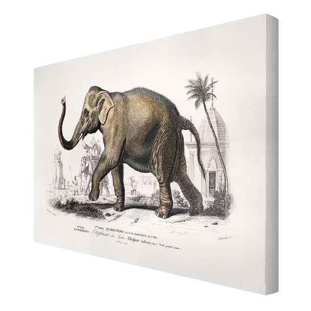 Canvastavlor vintage Vintage Board Elephant