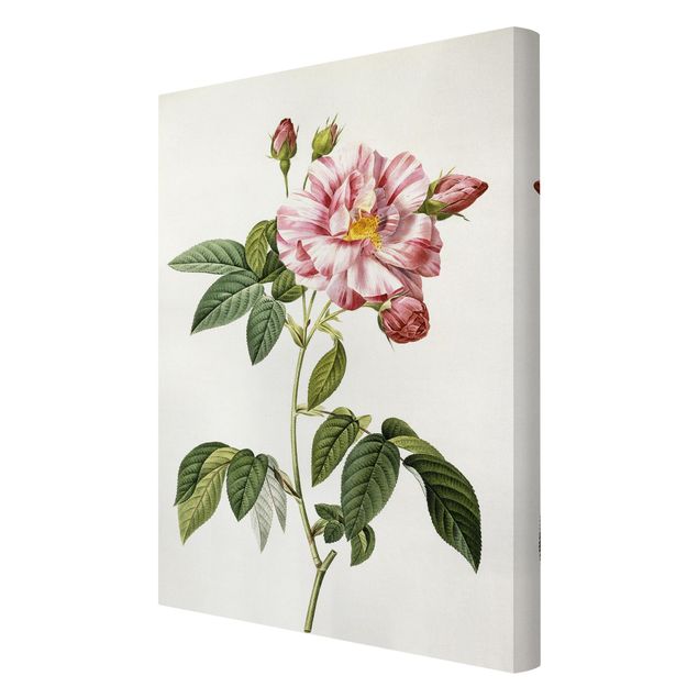 Tavlor blommor Pierre Joseph Redoute - Pink Gallica Rose
