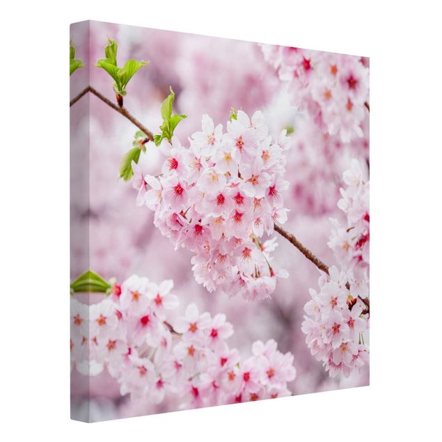 Canvastavlor Arkitektur och Skyline Japanese Cherry Blossoms