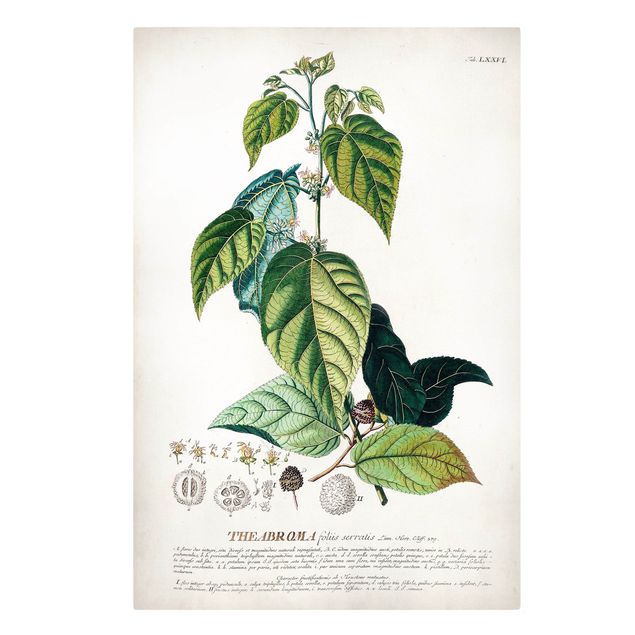 Tavlor grön Vintage Botanical Illustration Cocoa