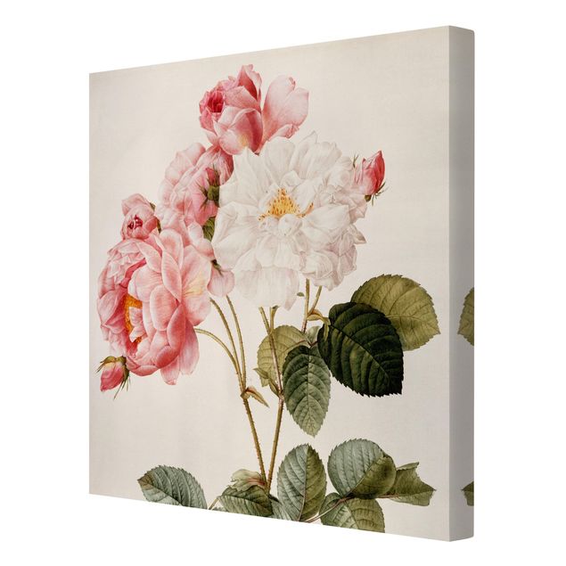 Tavlor blommor Pierre Joseph Redoute - Pink Damascena