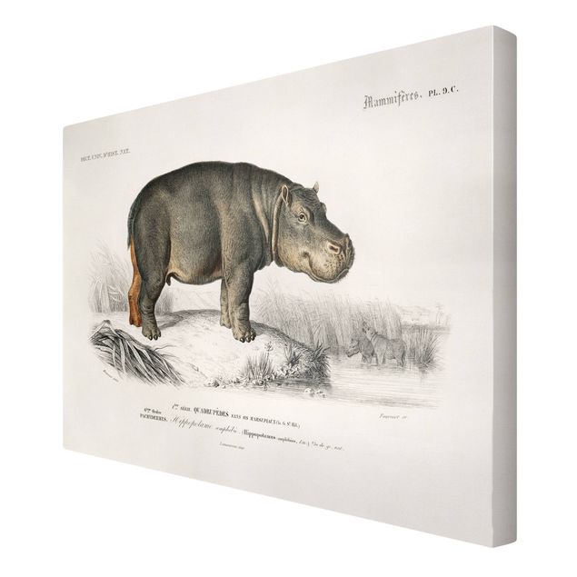 Canvastavlor landskap Vintage Board Hippo