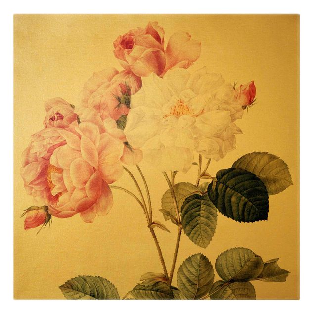 Canvastavlor blommor  Pierre Joseph Redoute - Rosa Damascena