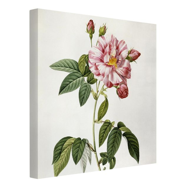 Konststilar Pierre Joseph Redoute - Pink Gallica Rose