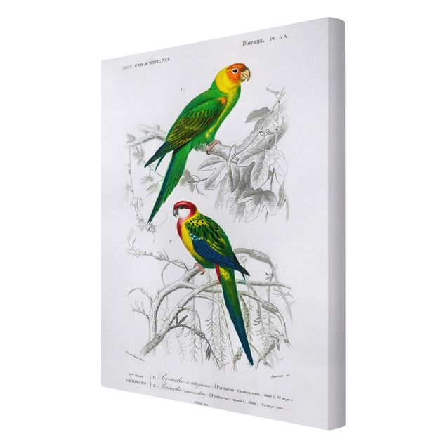 Tavlor grön Vintage Wall Chart Two Parrots Green Red