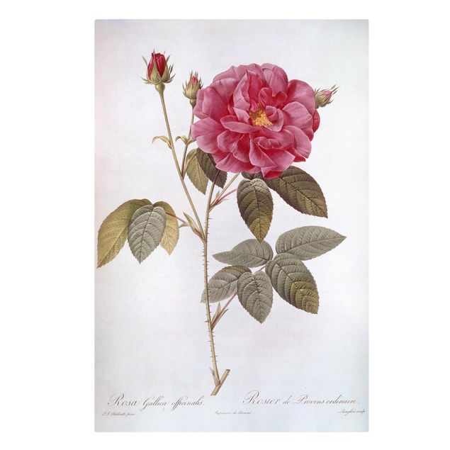 Canvastavlor blommor  Pierre Joseph Redoute - Apothecary's Rose