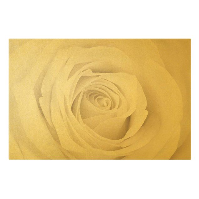 Tavlor blommor  Pretty White Rose