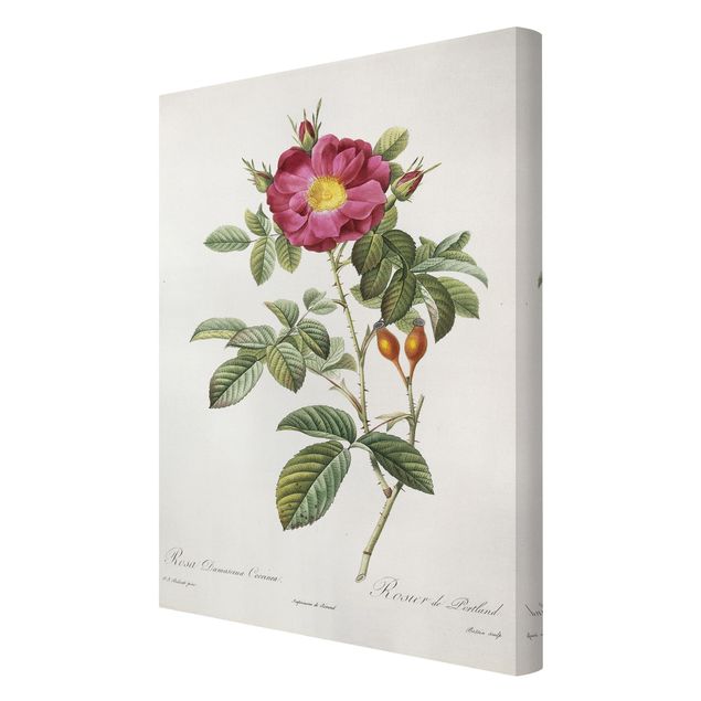Tavlor blommor Pierre Joseph Redoute - Portland Rose