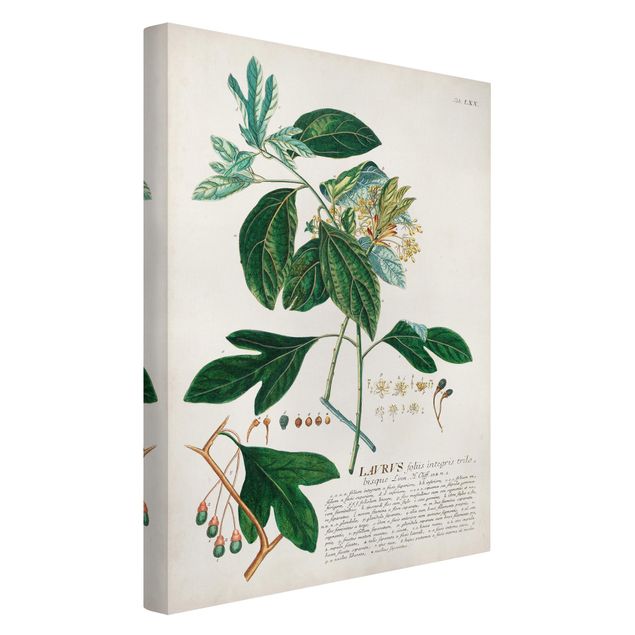Tavlor kryddor Vintage Botanical Illustration Laurel