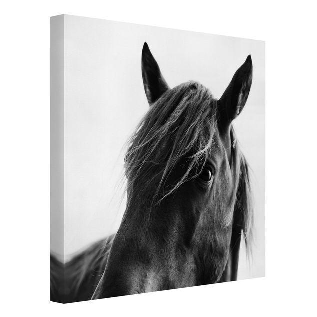 Canvastavlor svart och vitt Curious Horse