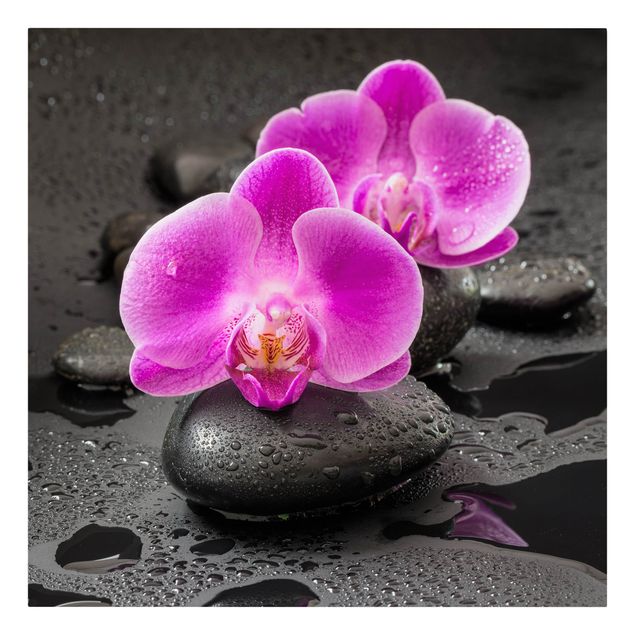 Canvastavlor blommor  Pink Orchid Flower On Stones With Drops