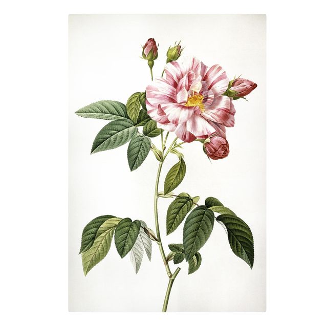 Canvastavlor blommor  Pierre Joseph Redoute - Pink Gallica Rose