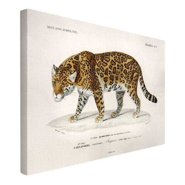 Canvastavlor tigrar Vintage Board Jaguar