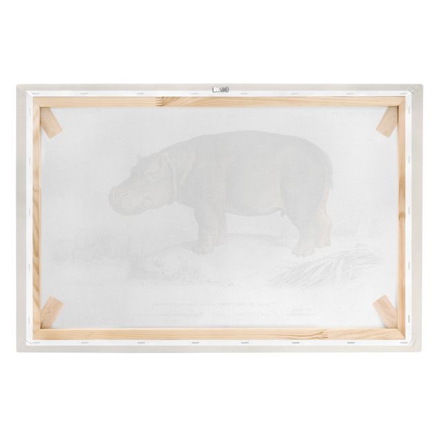 Canvastavlor vintage Vintage Board Hippo
