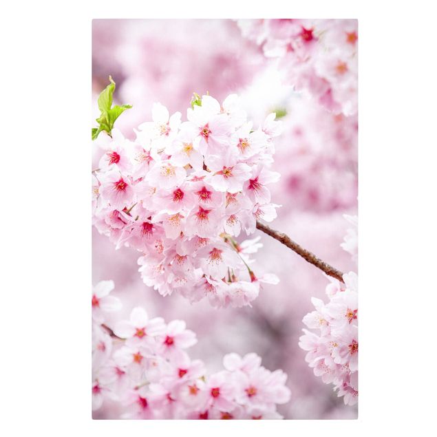 Canvastavlor blommor  Japanese Cherry Blossoms