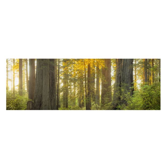 Canvastavlor skogar Redwood National Park