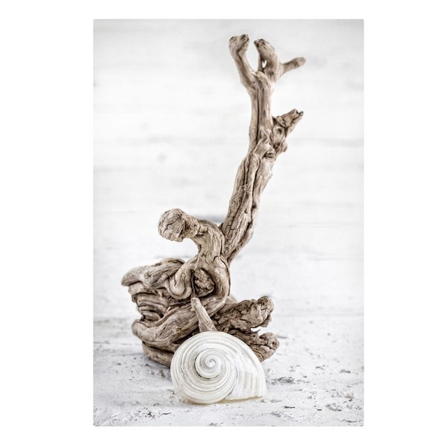 Canvastavlor konstutskrifter White Snail Shell And Root Wood