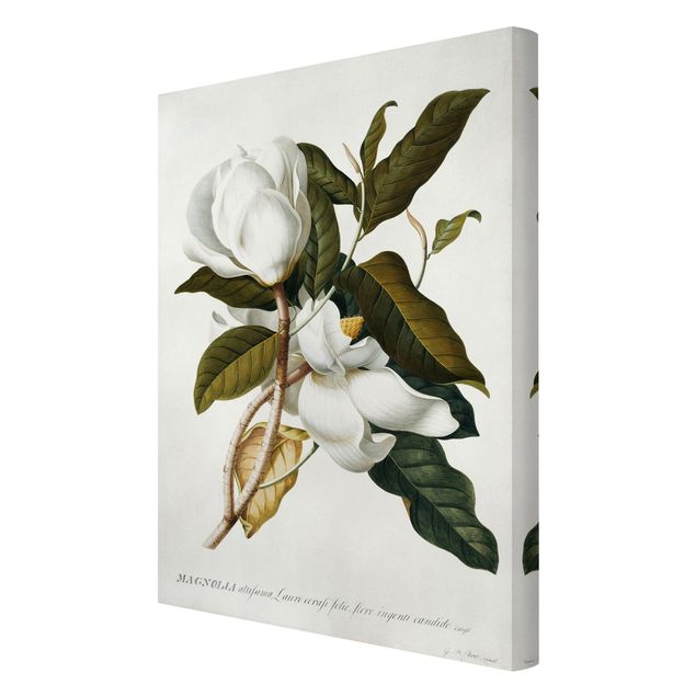 Tavlor blommor  Georg Dionysius Ehret - Magnolia