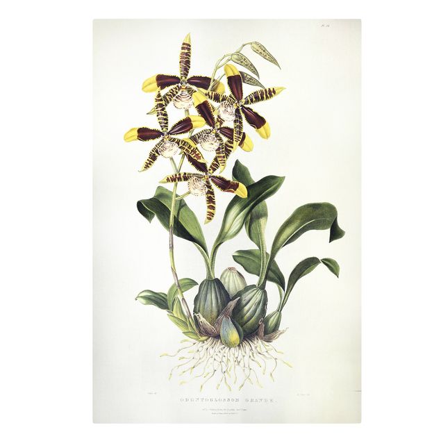 Konstutskrifter Maxim Gauci - Orchid II