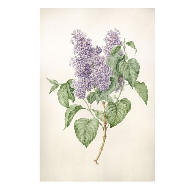 Tavlor blommor Maria Geertruyd Barber-Snabilie - Lilac